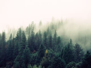 nature-forest-trees-fog-4827